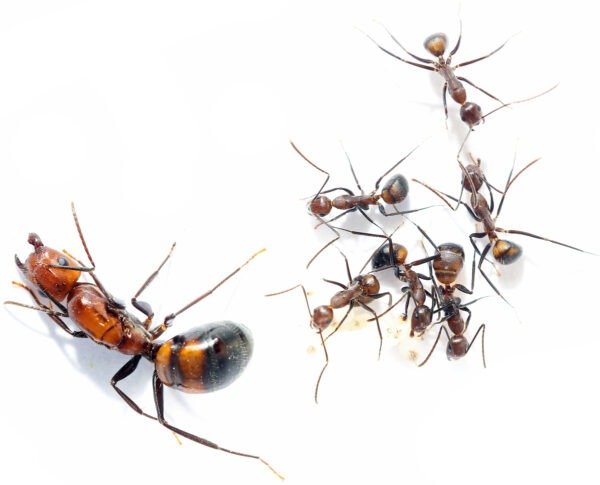 colonie Camponotus nicobarensis