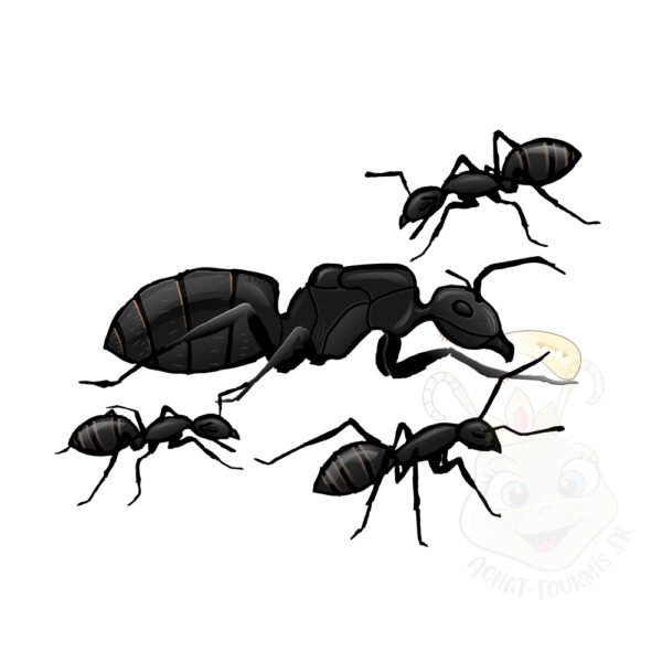 Camponotus Japonicus