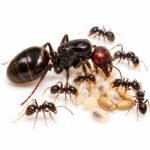 Messor Barbarus