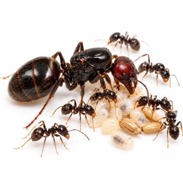 Messor Barbarus