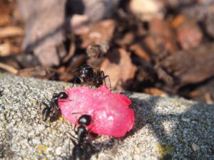 achat fourmis comment les nourrir