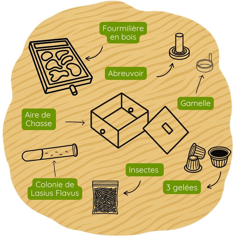 Kit Deluxe Lasius Flavus 👑