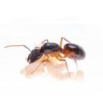 Camponotus Sanctus
