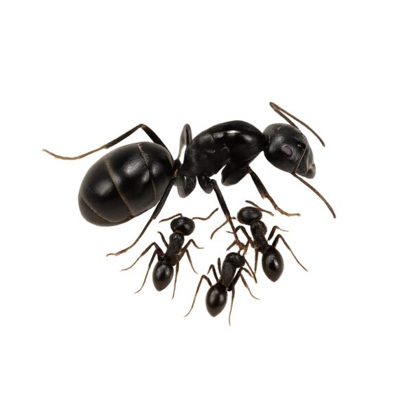 Achat Camponotus aethiops