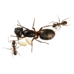 Camponotus herculeanus