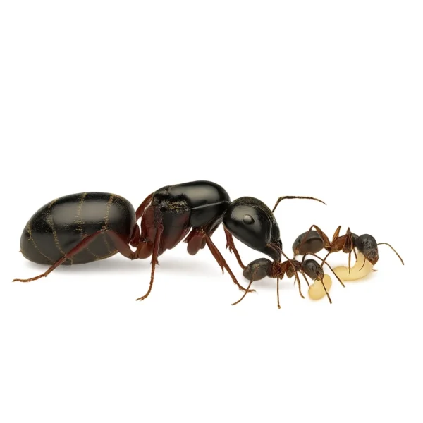 achat Camponotus-herculeanus
