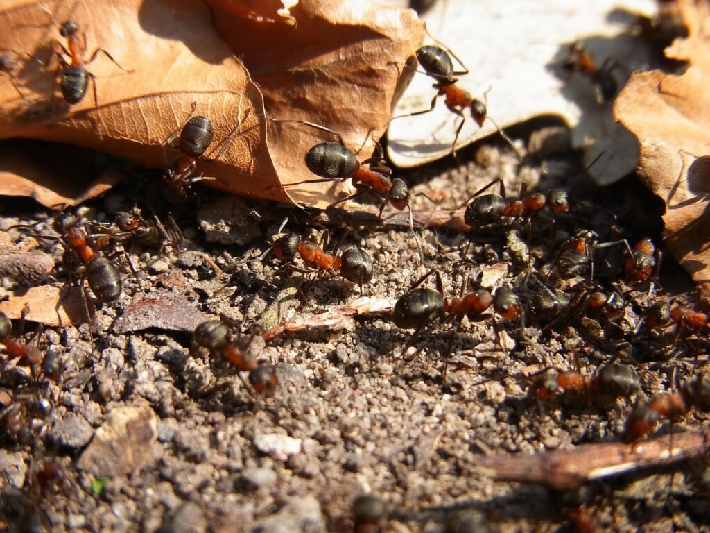 espèce fourmis débutants