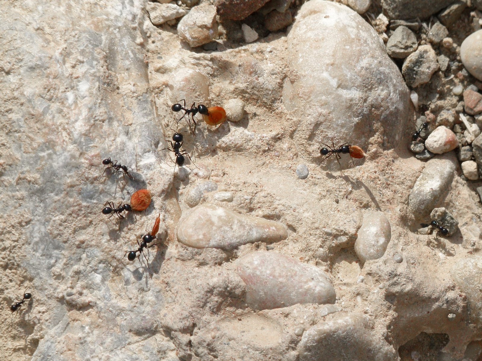 élever des fourmis