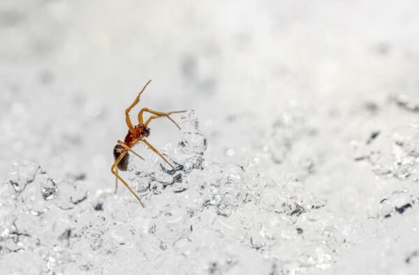 fourmis hivernage