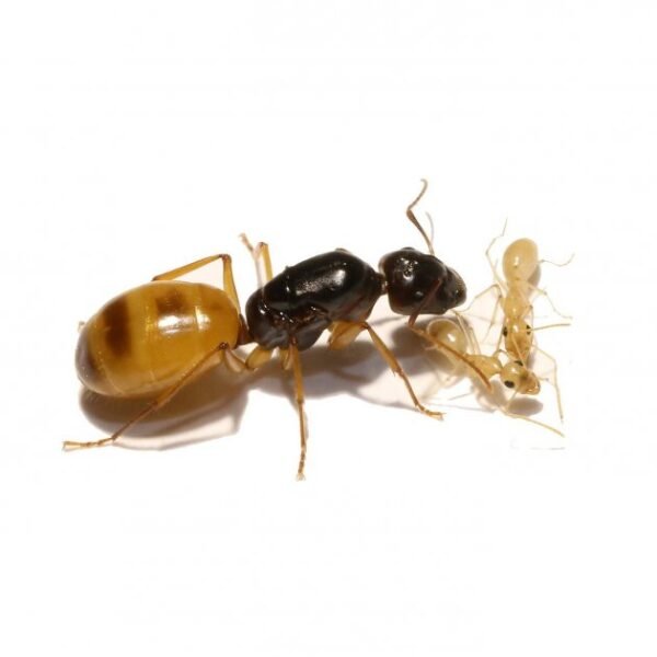 Camponotus Fedtschenkoi