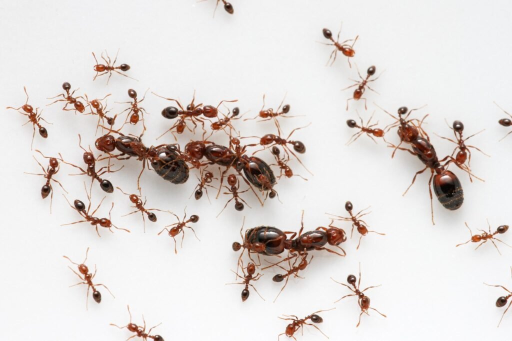 Cycle De Vie Des Fourmis De L oeuf La Fourmis Achat Fourmis fr Cycle De Vie Des Fourmis De L oeuf La Fourmis Achat Fourmis fr