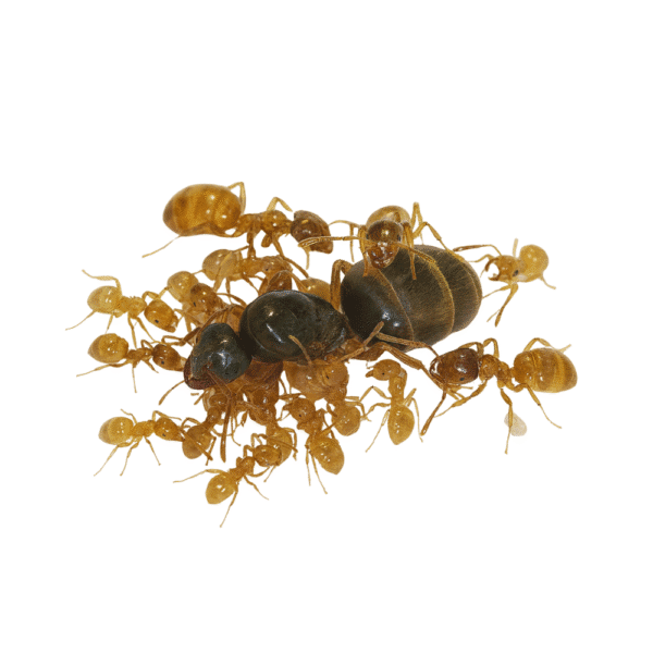 Lasius Flavus