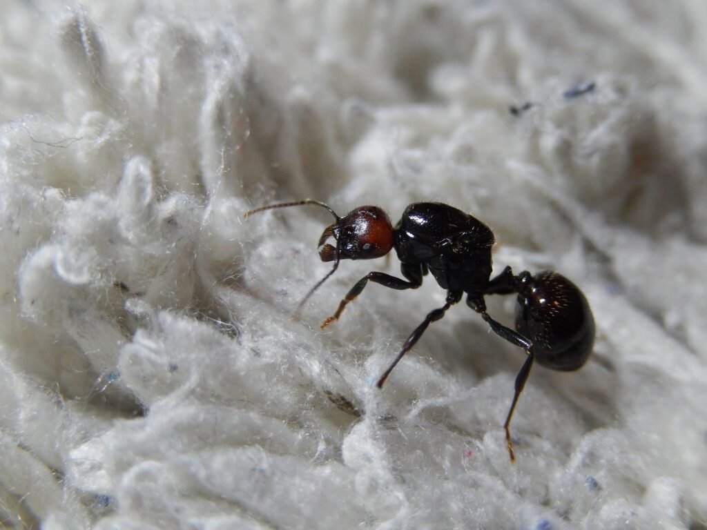 Messor Barbarus