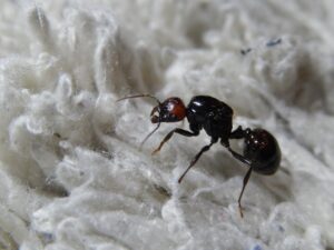 Messor Barbarus