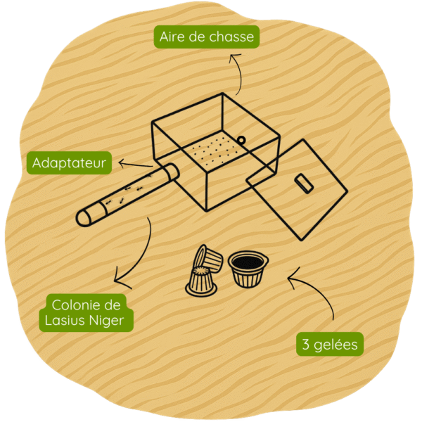 Kit de fondation Lasius Niger