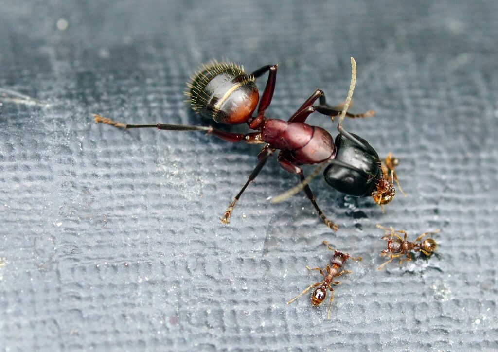 Guide d'élevage de fourmis