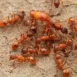 achat colonie Myrmica rubra