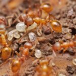 achat colonie de Myrmica rubra