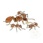 Myrmica Rubra