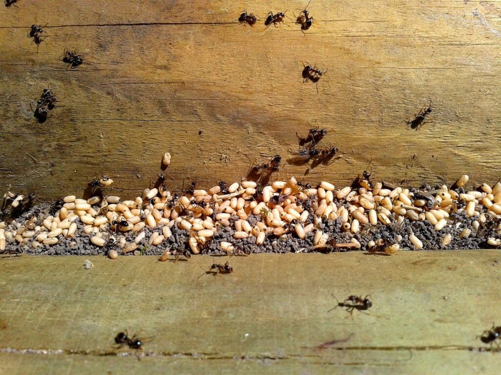 oeuf fourmis reproduction