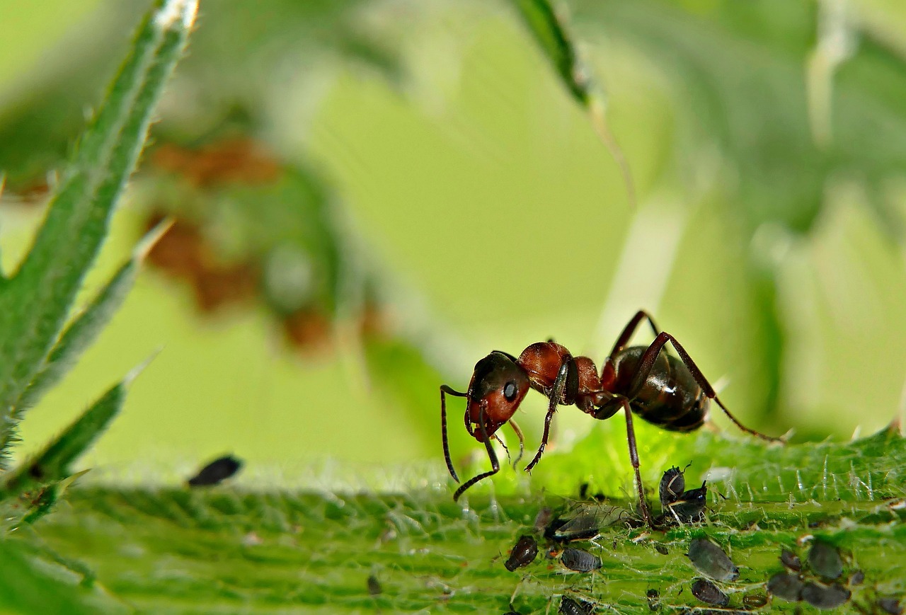 régime alimentaire fourmis