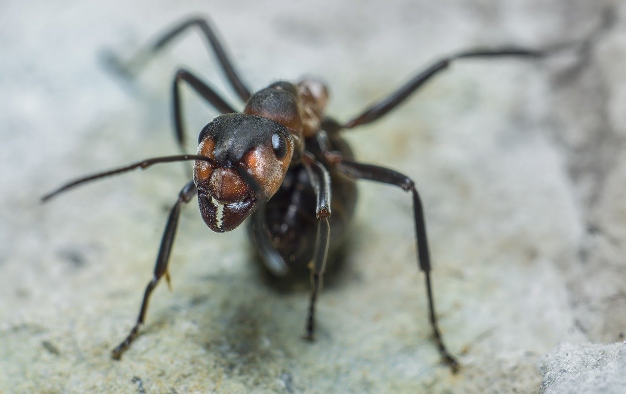 reine des fourmis