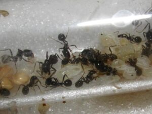 élevage de messor barbarus