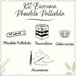 kit Pheidole Pallidula