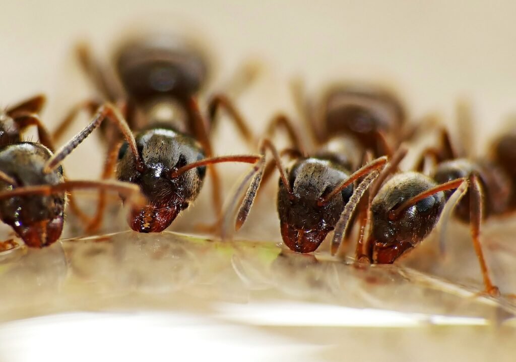 élevage de fourmis