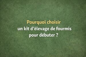 kit d'élevage de fourmis