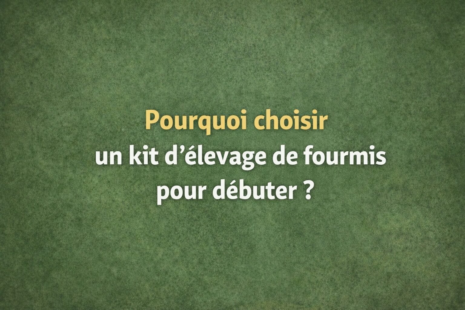 kit d'élevage de fourmis