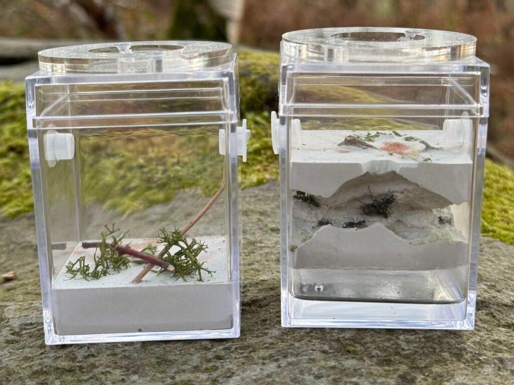 kits d'élevage de fourmis