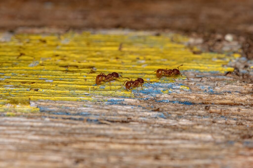 observer les fourmis