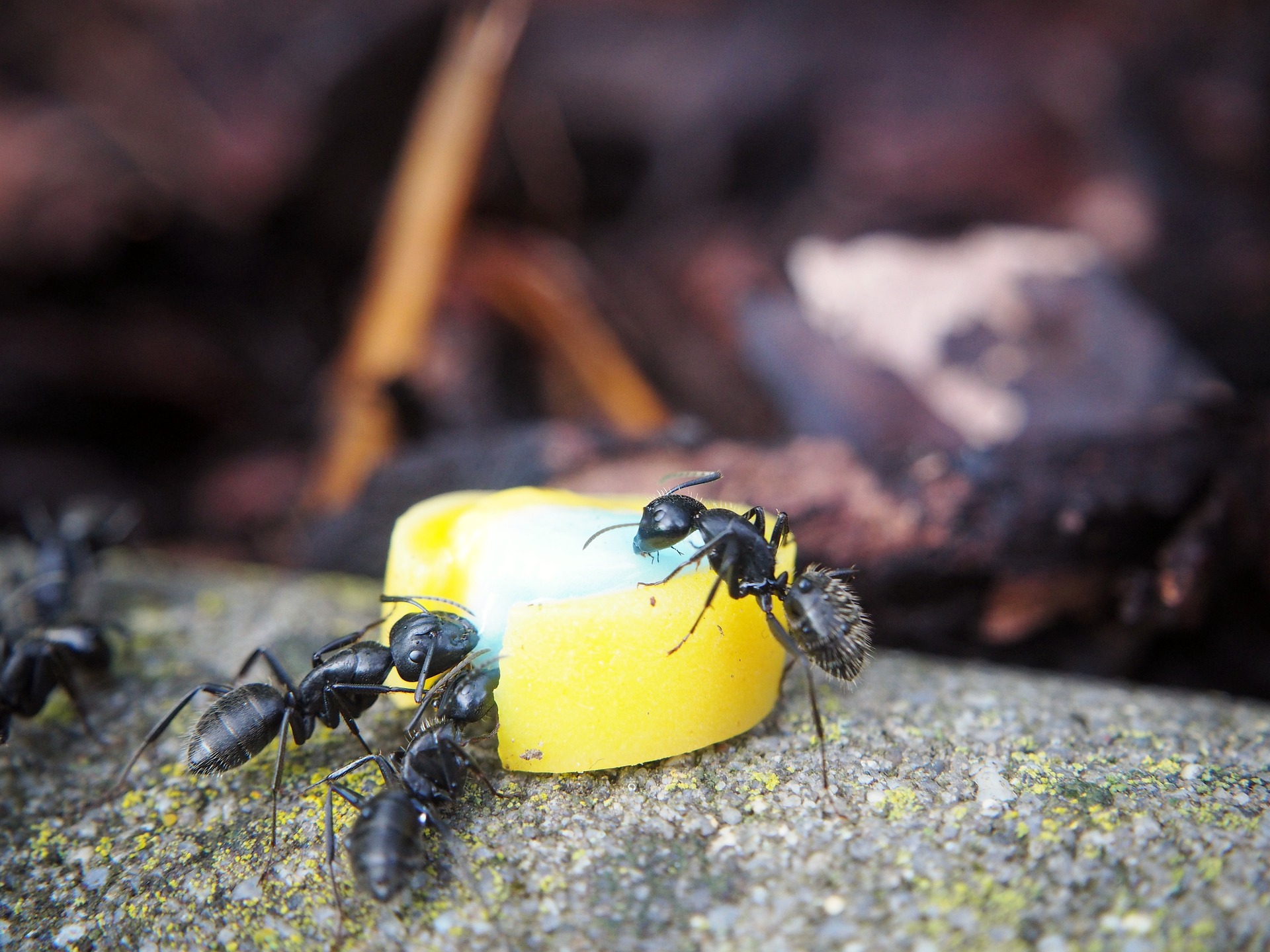 offrir des fourmis