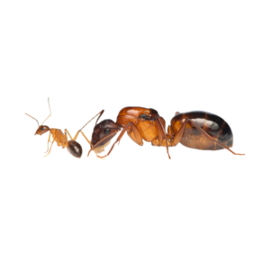 camponotus Pilicornis