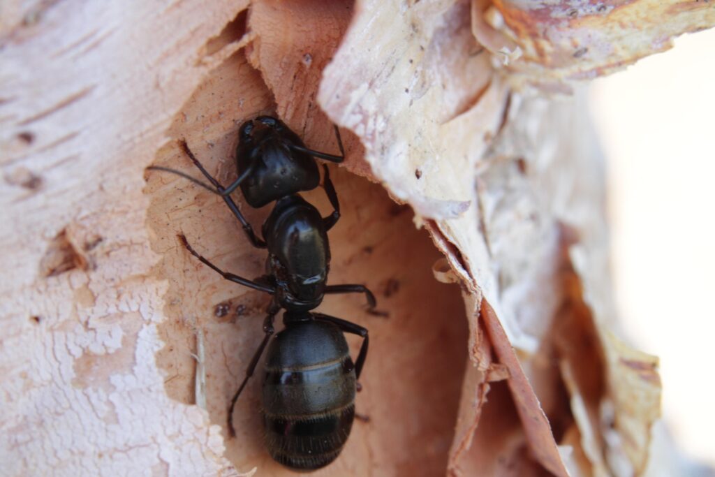 humidité fourmilière