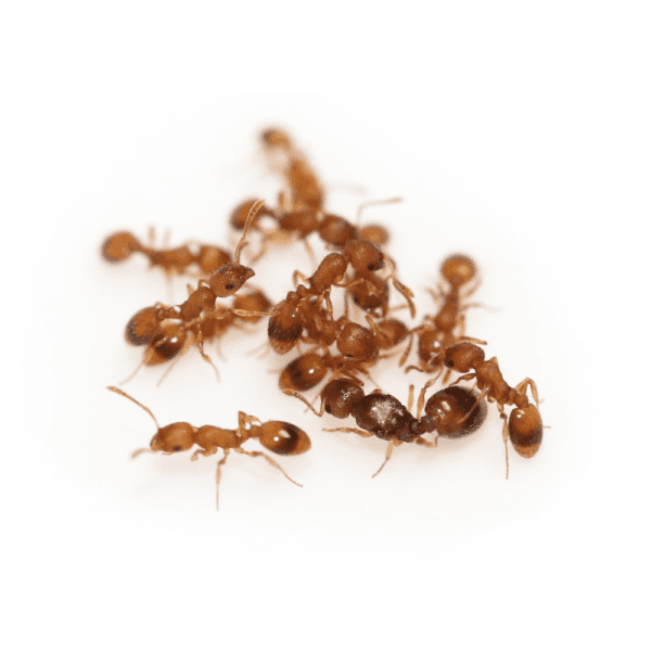 Temnothorax unifasciatus