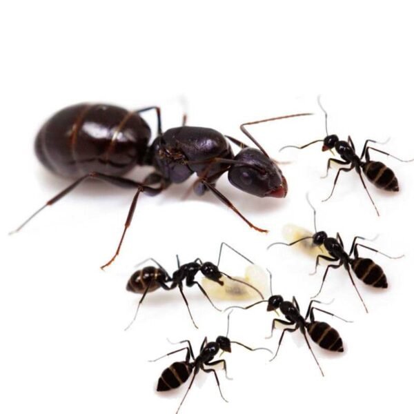 Camponotus foreli – Image 2