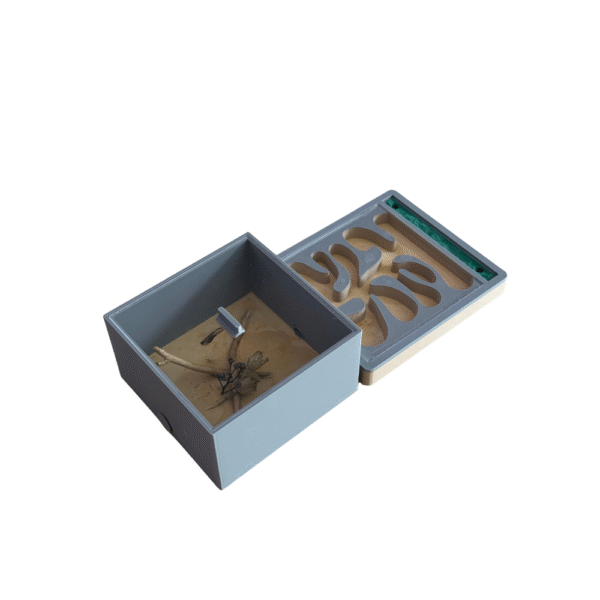 Fourmilière avec aire de chasse ✨ Édition limitée ✨