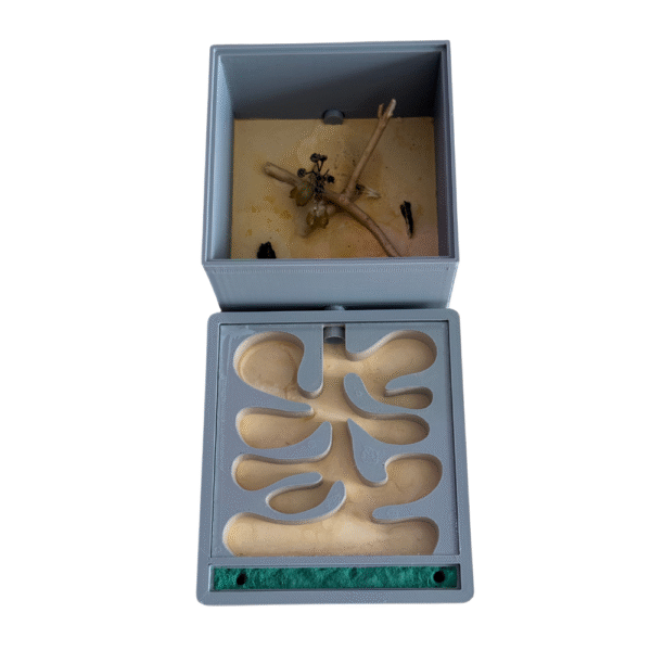Fourmilière avec aire de chasse ✨ Édition limitée ✨ – Image 2