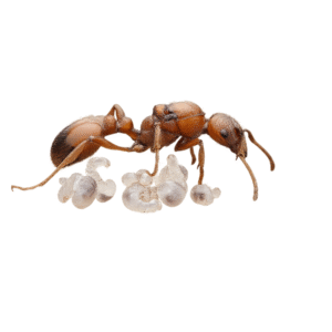 Manica rubida