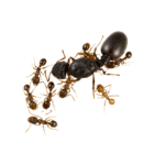 colonie tetramorium caespitum