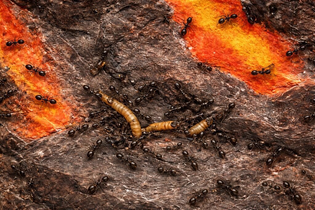 aliments pour fourmis