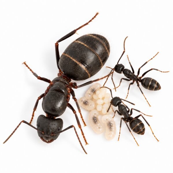 Camponotus Micans