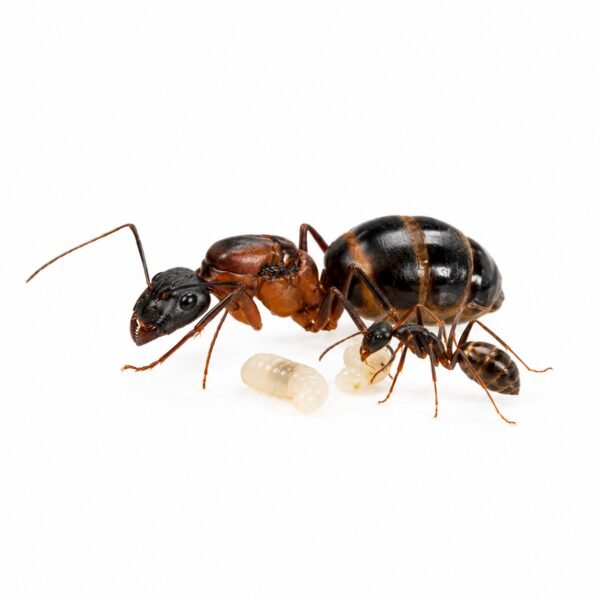 Camponotus Barbaricus